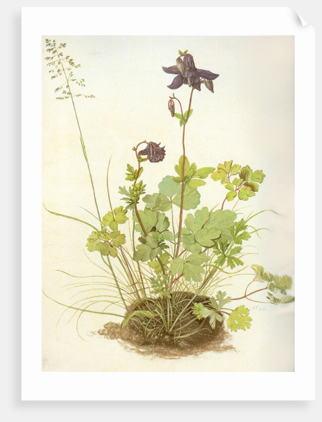 Aquilegia, 1526 by Albrecht Dürer or Duerer