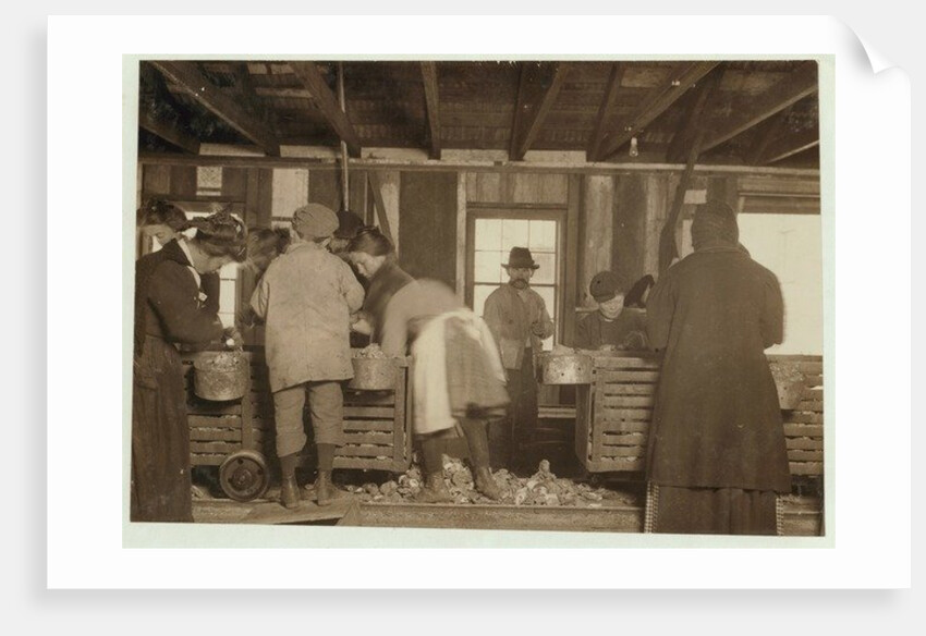 10 year old Mike Murphy, 7 year old Annie Healy and 10 year old Ross Healy in the shucking shed at Alabama Canning Co, Bayou La Batre, Alabama, 1911 by Lewis Wickes Hine