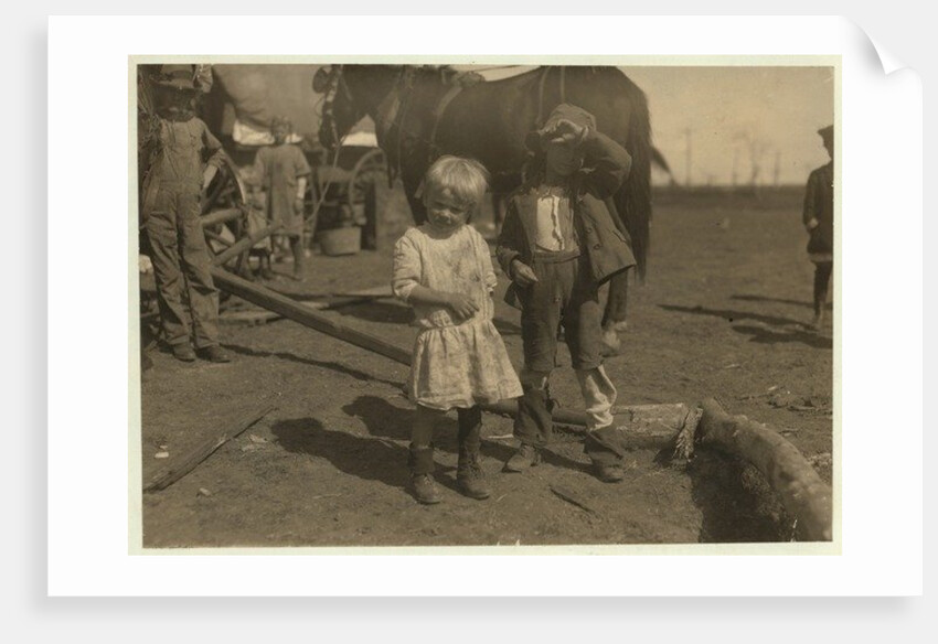 Cotton picker aged 4 who picks 15 pounds a day regularly and 7 year old who picks 50 by Lewis Wickes Hine