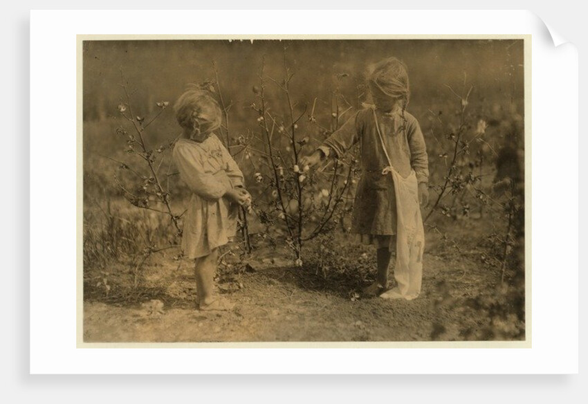 Millie, aged 4 picks 8 pounds of cotton a day and Nellie 5, picks 30 on a farm near Houston, Texas, 1913 by Lewis Wickes Hine