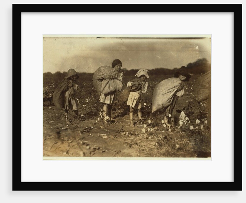 Edith 5 and Hughie 6 pick cotton all day, Alton 7 picks 50 pounds and Ruth 9 picks 75, at H.M. Lane's farm, Bells, Texas, 1913 by Lewis Wickes Hine