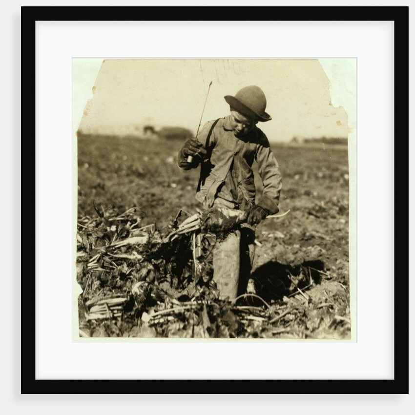 Alex Reiber aged 7 carries on topping sugar beets after 'hooking' his knee, near Sterling, Colorado, 1915 by Lewis Wickes Hine