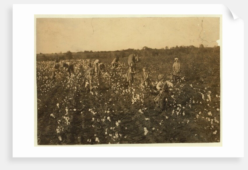 Family picking cotton near McKinney, Texas, 1913 by Lewis Wickes Hine
