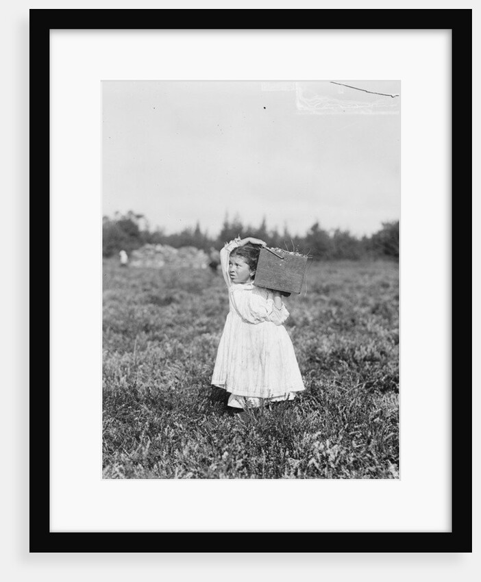 Jennie Camillo picking cranberries at Theodore Budd's Bog, Turkeytown, New Jersey, 1910 by Lewis Wickes Hine
