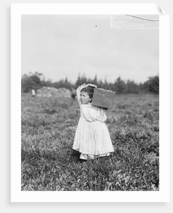 Jennie Camillo picking cranberries at Theodore Budd's Bog, Turkeytown, New Jersey, 1910 by Lewis Wickes Hine