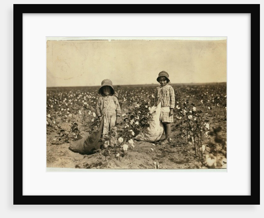 Jewel and Harold Walker, 6 and 5 years old, pick 20 to 25 pounds of cotton a day at Geronimo,Comanche County Oklahoma, 1916 by Lewis Wickes Hine