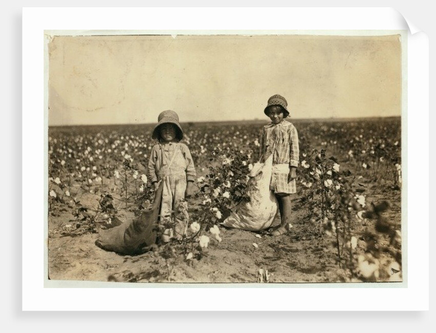 Jewel and Harold Walker, 6 and 5 years old, pick 20 to 25 pounds of cotton a day at Geronimo,Comanche County Oklahoma, 1916 by Lewis Wickes Hine