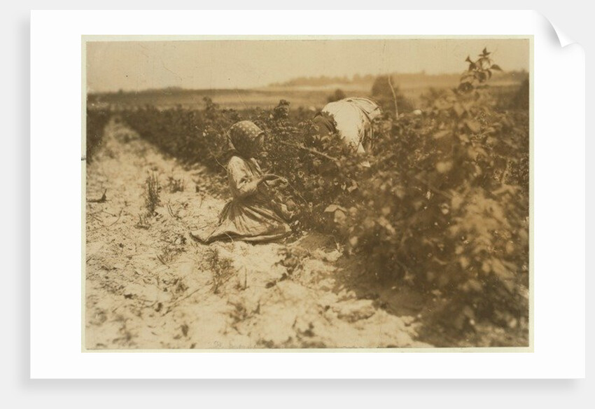 A six year old Polish girl picking berries all day with her family by Lewis Wickes Hine