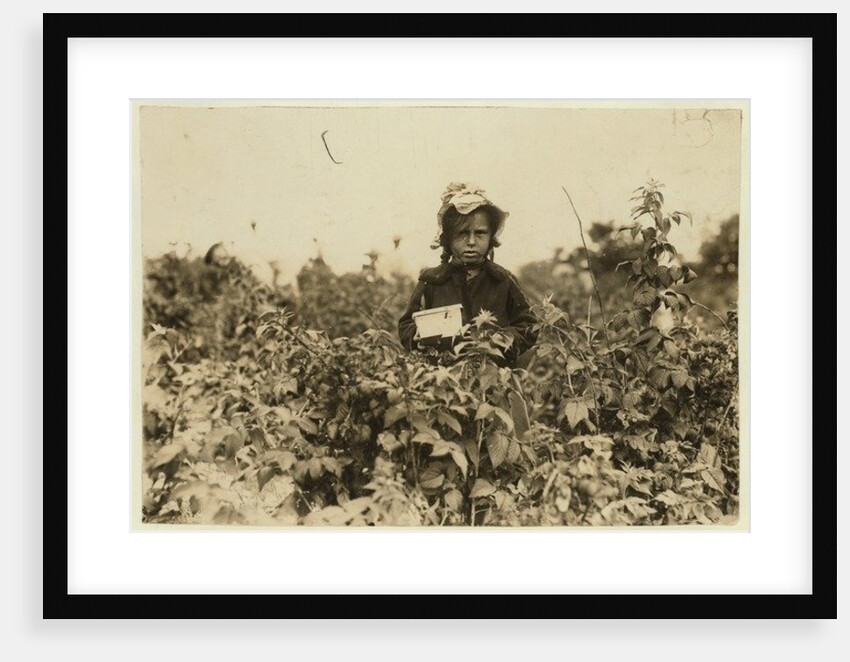 Annie Bissie picking berries in the fields near Baltimore, Maryland, 1909 by Lewis Wickes Hine