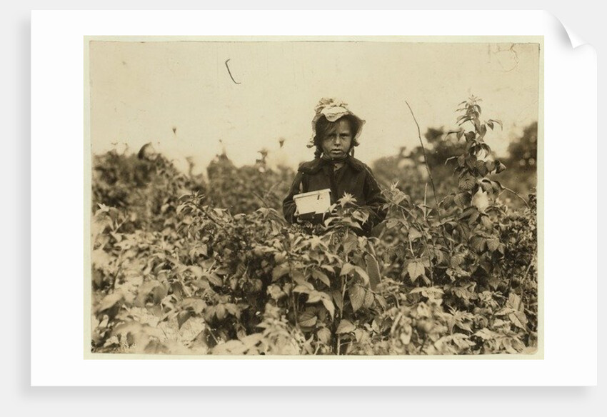 Annie Bissie picking berries in the fields near Baltimore, Maryland, 1909 by Lewis Wickes Hine