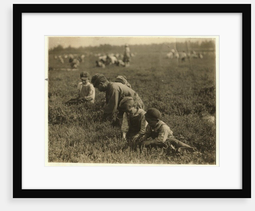 Jo Arnao 3, picking cranberries with his brother 6 and sister 9 at Whites Bog, Browns Mills, New Jersey, 1910 by Lewis Wickes Hine
