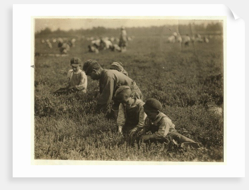 Jo Arnao 3, picking cranberries with his brother 6 and sister 9 at Whites Bog, Browns Mills, New Jersey, 1910 by Lewis Wickes Hine