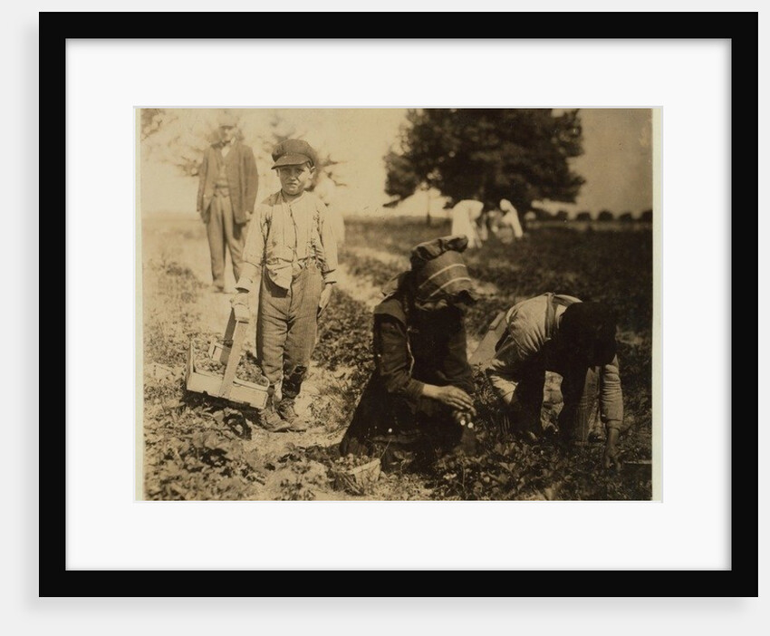 Pete Trombetta, aged 10, picking berries for a 6th season with his sister Mary, 11, who picks 100 quarts a day, and brother Salvatore Trombetta, aged 14, who picks 200 quarts by Lewis Wickes Hine