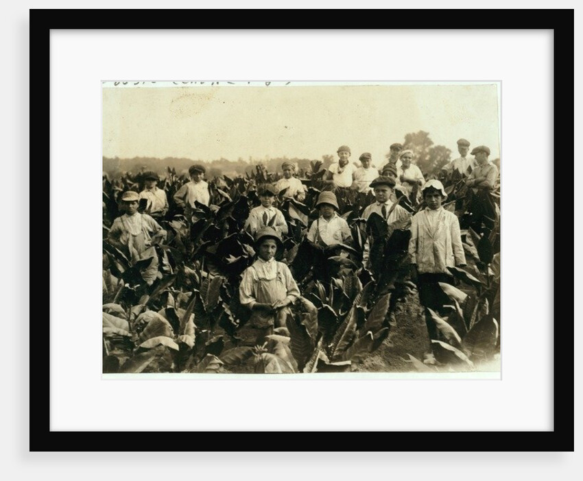 Goodrich Tobacco Farm, near Gildersleeve, Connecticut, 1917 by Lewis Wickes Hine