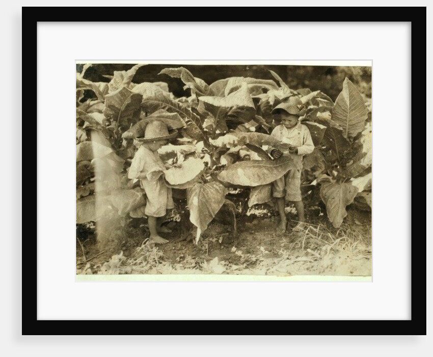 Amos 6 and Horace 4 worm and sucker tobacco plants all day for their father John Neal at Warren County, Albaton, Kentucky, 1916 by Lewis Wickes Hine
