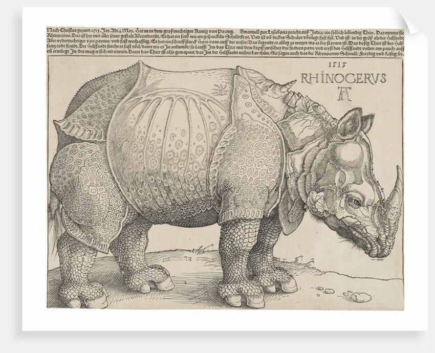 The Rhinoceros, 1515 by Albrecht Dürer or Duerer