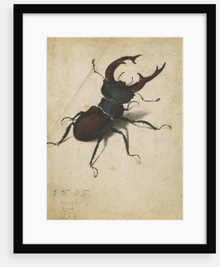 Stag beetle, 1505 by Albrecht Dürer or Duerer