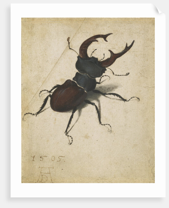 Stag beetle, 1505 by Albrecht Dürer or Duerer
