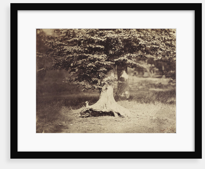 The Beech Tree, c.1855-7 by Gustave Le Gray