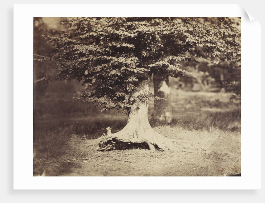 The Beech Tree, c.1855-7 by Gustave Le Gray