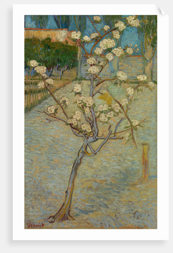 Small pear tree in blossom, 1888 by Vincent van Gogh