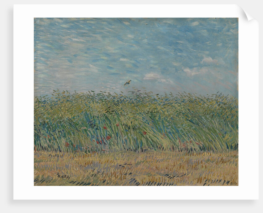 Wheatfield with Partridge, 1887 by Vincent van Gogh