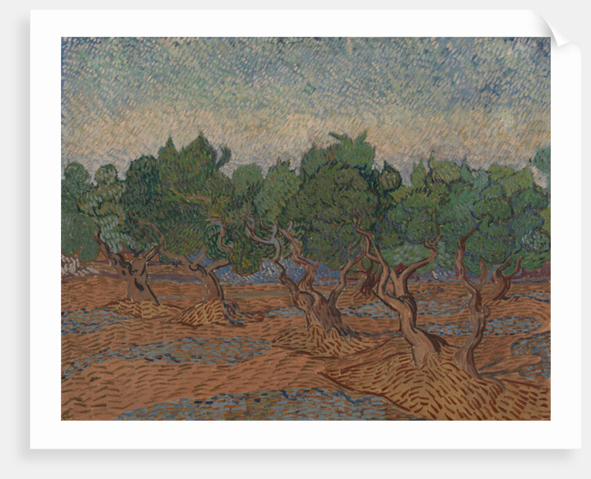 Olive Grove, 1889 by Vincent van Gogh