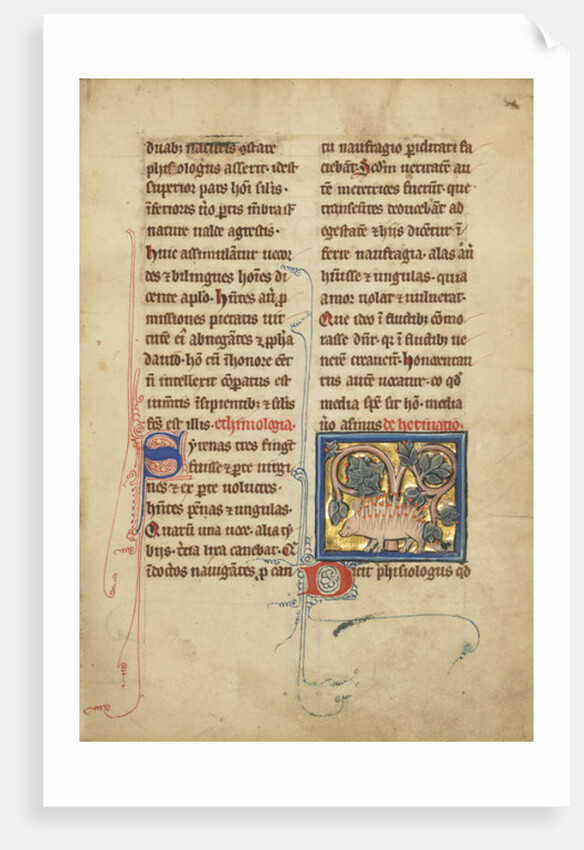 A Hedgehog from a bestiary Ms Ludwig XV 4, fol. 82, c.1280-1300 by Franco-Flemish School