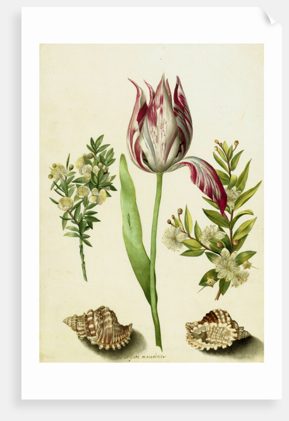 Tulip, two Branches of Myrtle and two Shells, c.1700 by Maria Sibylla Graff Merian