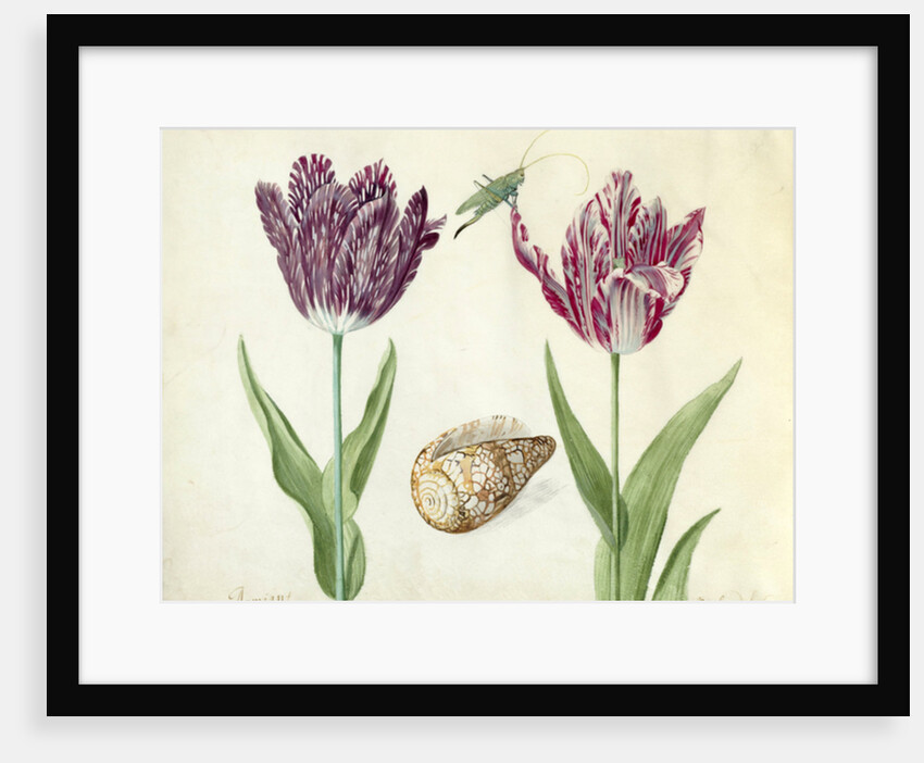 Two Tulips, a shell and a grasshopper, 1637-45 by Jacob Marrel