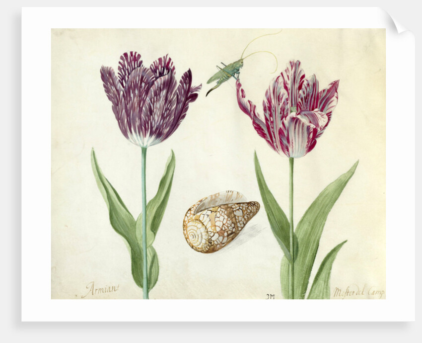 Two Tulips, a shell and a grasshopper, 1637-45 by Jacob Marrel