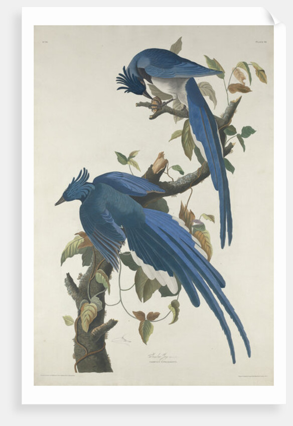 Columbia Jay, 1830 by John James Audubon