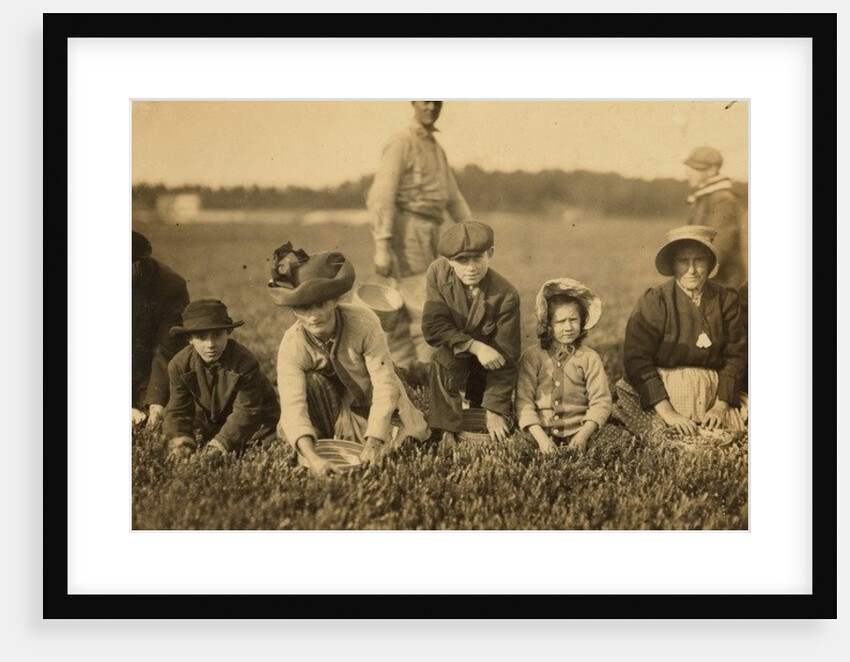 Annette Roy said to be 7 and Napoleon Ruel said to be 9 picking cranberries at Smart's Bog, South Carver, Massachusetts, 1911 by Lewis Wickes Hine