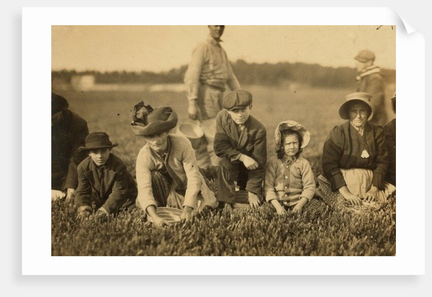 Annette Roy said to be 7 and Napoleon Ruel said to be 9 picking cranberries at Smart's Bog, South Carver, Massachusetts, 1911 by Lewis Wickes Hine