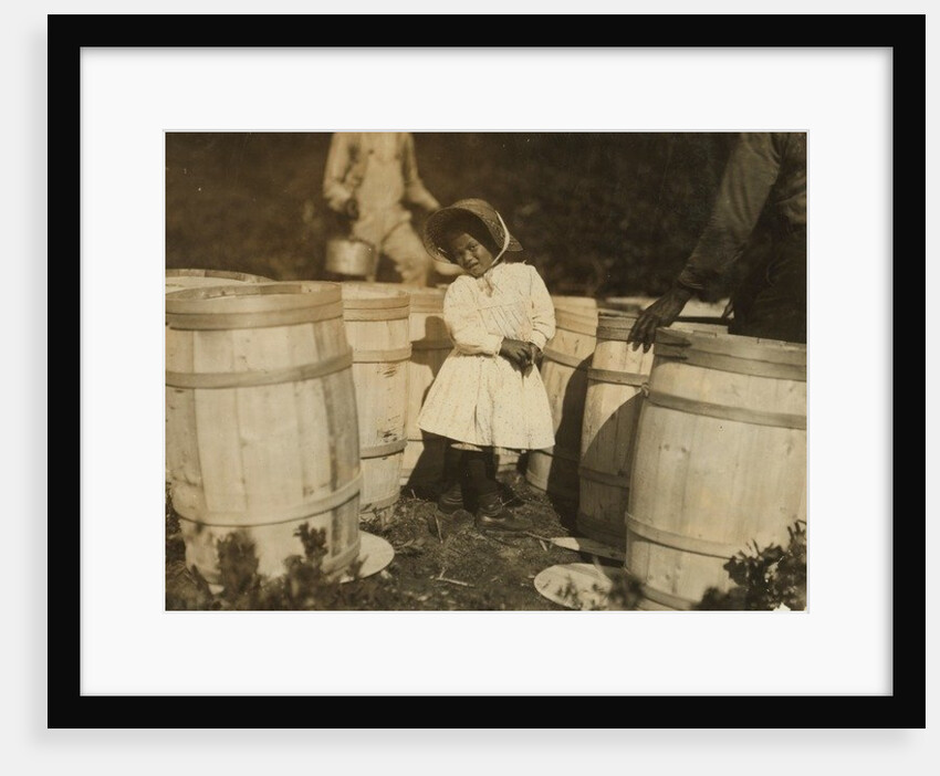 Mary Christmas, only 3, made to pick cranberries spilt at the barrels by her grandfather, Week's Bog, Falmouth, Massachusetts, 1911 by Lewis Wickes Hine