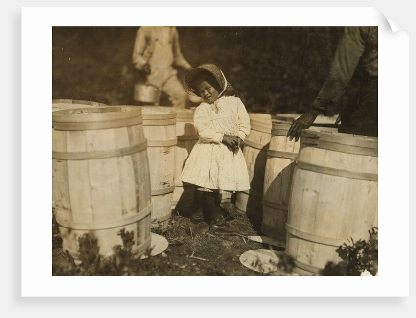 Mary Christmas, only 3, made to pick cranberries spilt at the barrels by her grandfather, Week's Bog, Falmouth, Massachusetts, 1911 by Lewis Wickes Hine