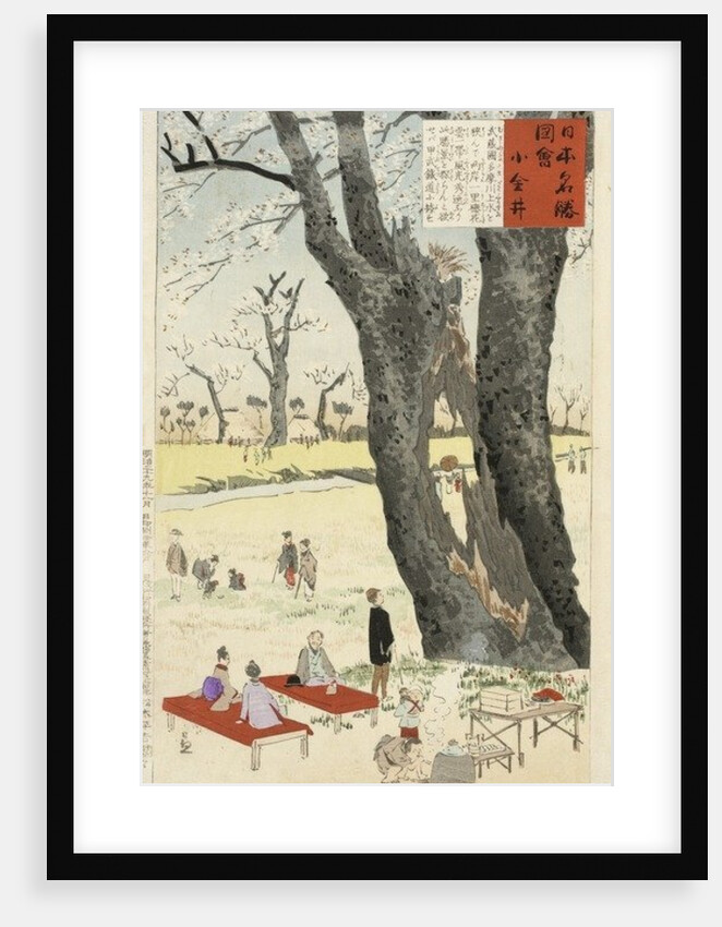 Koganei, Cherry Blossoms from Sketches of Famous Places in Japan, 1896 by Kiyochika Kobayashi