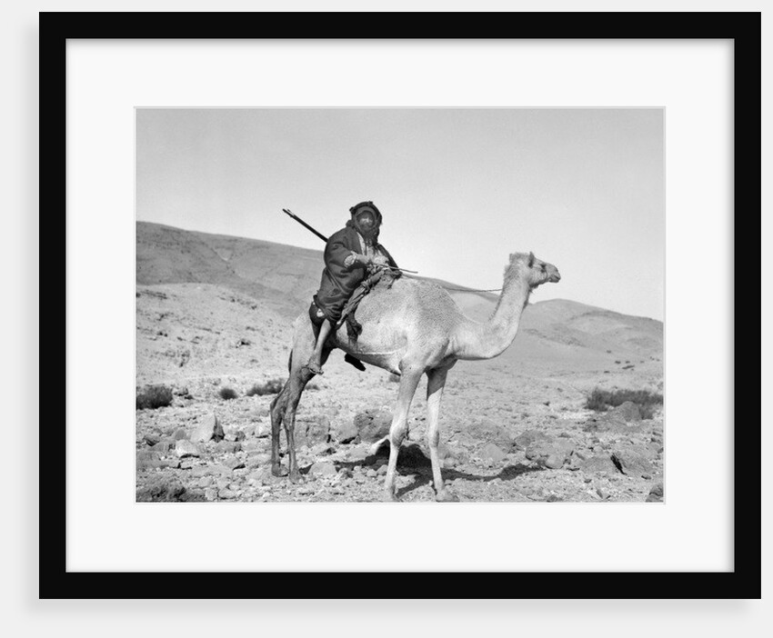 Bedouin riding a camel, c.1936 by Anonymous