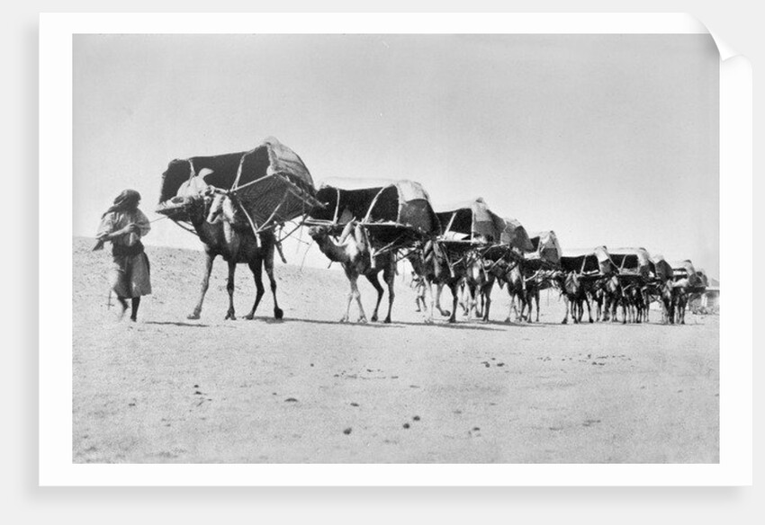 Camel caravan of pilgrims to Mecca, c.1910 by Anonymous