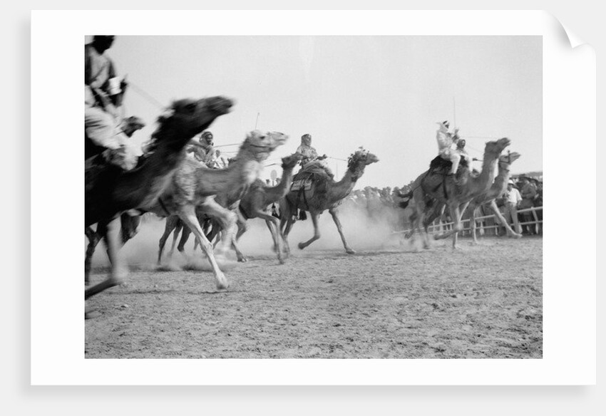 A camel race in full stride, Beersheba Race Meeting, Israel, 4th May 1940 by Anonymous