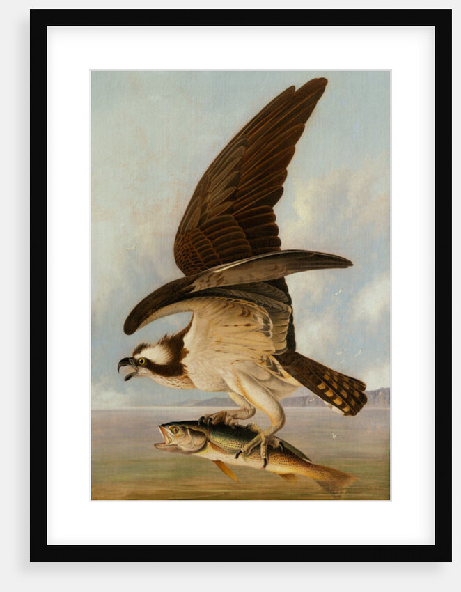 Osprey and Weakfish, 1829 by John James Audubon