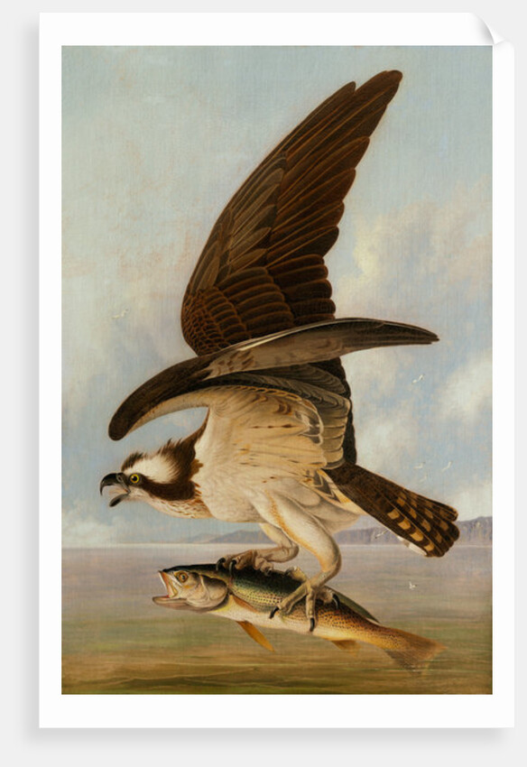 Osprey and Weakfish, 1829 by John James Audubon