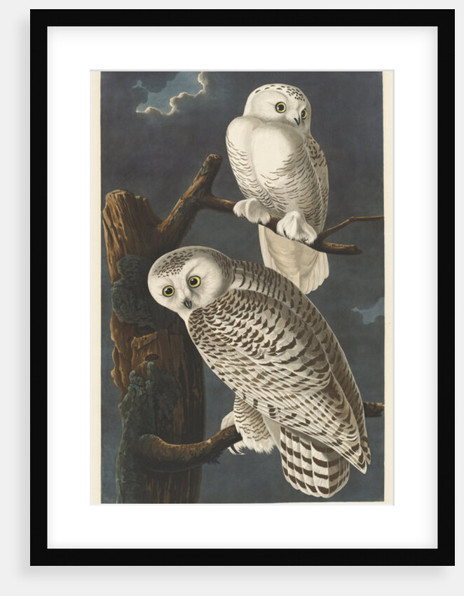 Snowy Owl, 1831 by John James (after) Audubon
