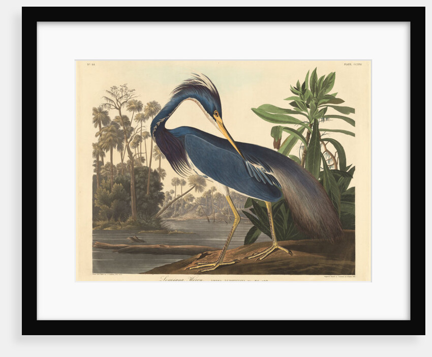 Louisiana Heron, 1834(coloured engraving) by John James Audubon