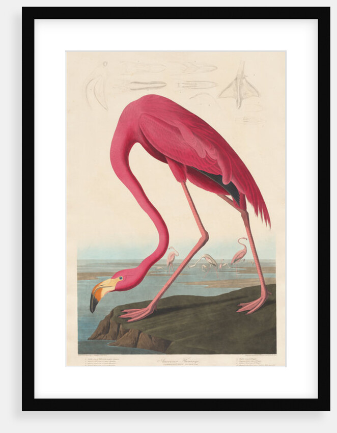 American Flamingo, 1838 by John James Audubon