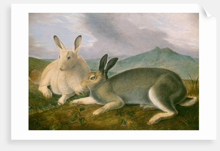 Arctic Hare, c.1841 by John James Audubon