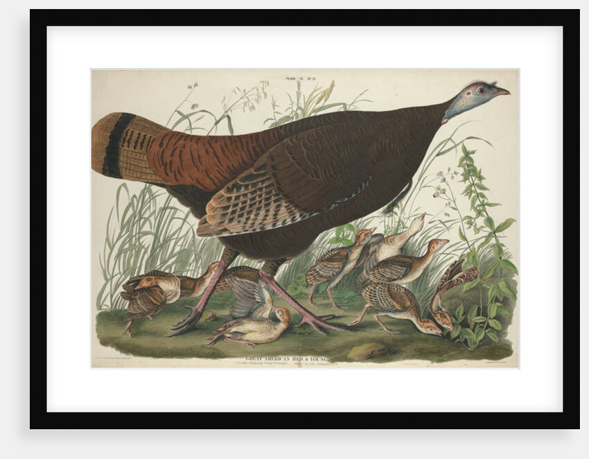 Great American Hen and Young, 1827 by John James Audubon