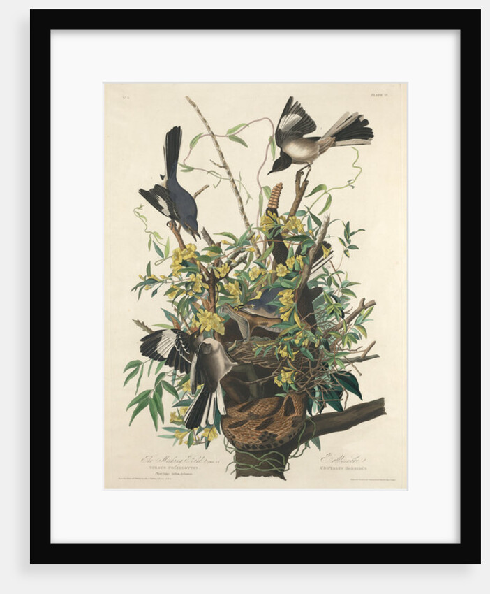 The Mocking Bird, 1827 by John James (after) Audubon