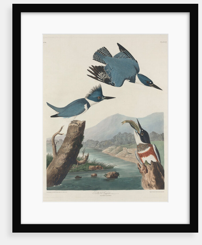 Belted Kingsfisher by John James Audubon