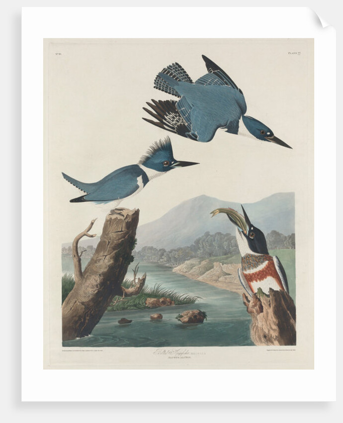 Belted Kingsfisher by John James Audubon